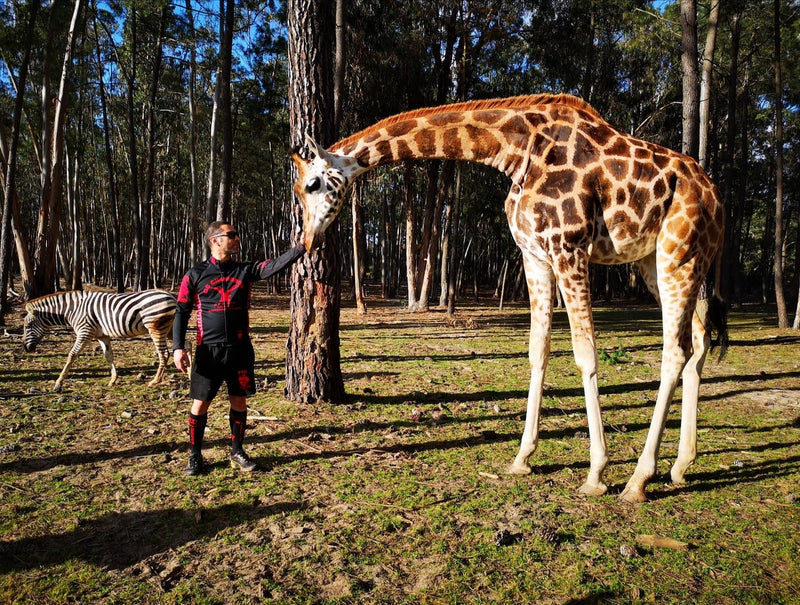 Man touching a giraffe's face with a zebra behind him.